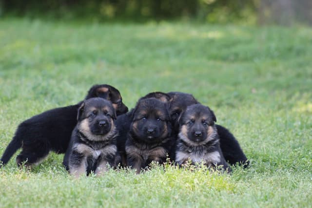 German Shepherd Dog Puppies media 20