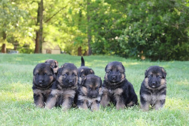 German Shepherd Dog Puppies media 21
