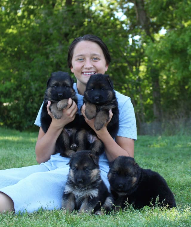 German Shepherd Dog Puppies media 23