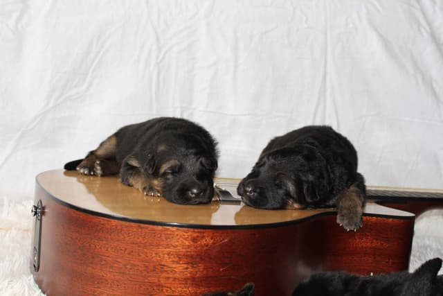 German Shepherd Dog Puppies media 25