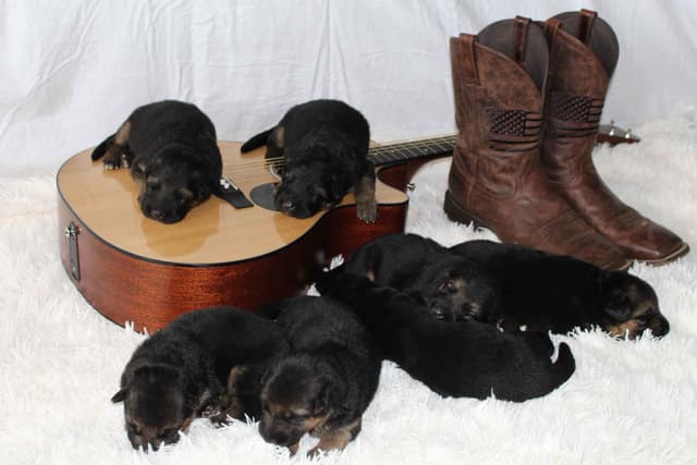 German Shepherd Dog Puppies media 26