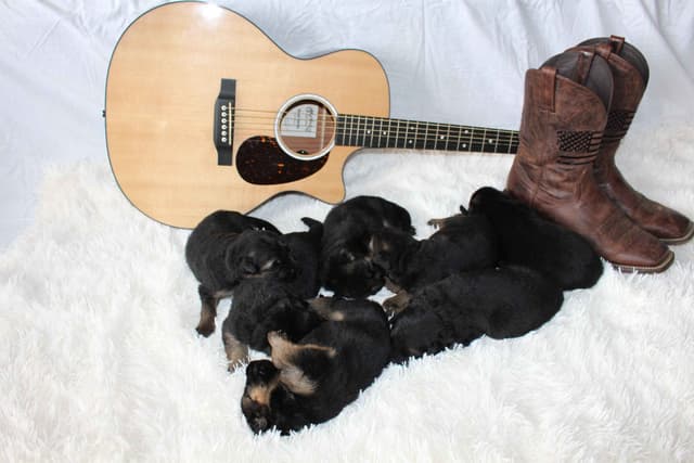 German Shepherd Dog Puppies media 27