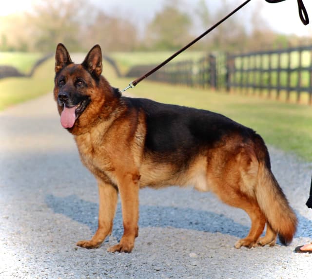 German Shepherd Dog Puppies media 28