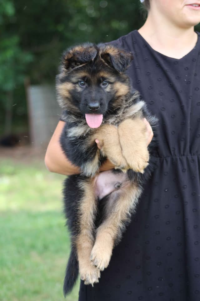 German Shepherd Dog Puppies media 13