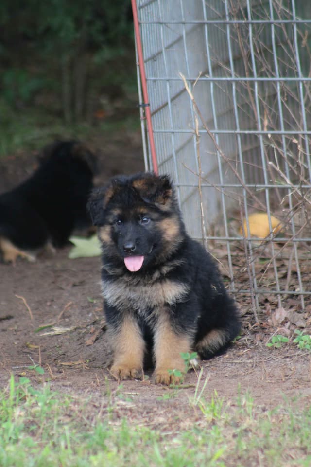 German Shepherd Dog Puppies media 30