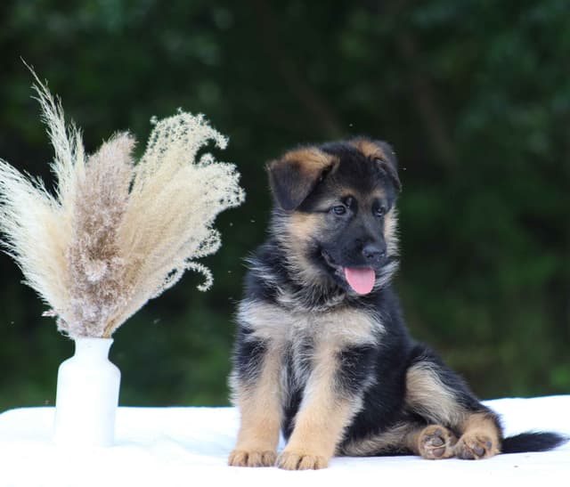 German Shepherd Dog Puppies media 15