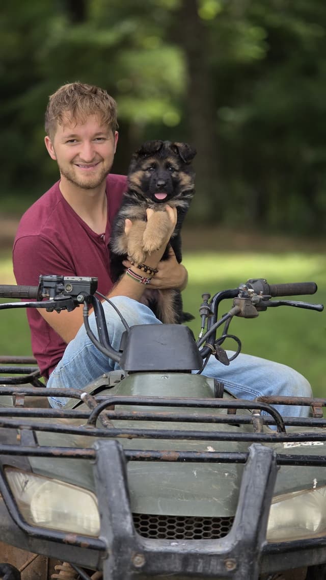 German Shepherd Dog Puppies media 11