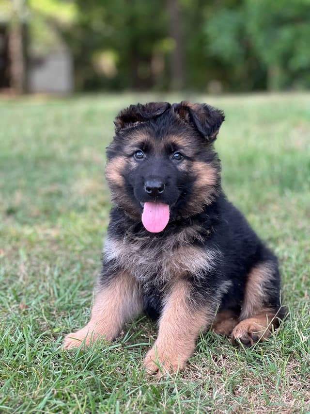 German Shepherd Dog Puppies media 17