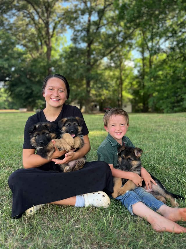 German Shepherd Dog Puppies media 12