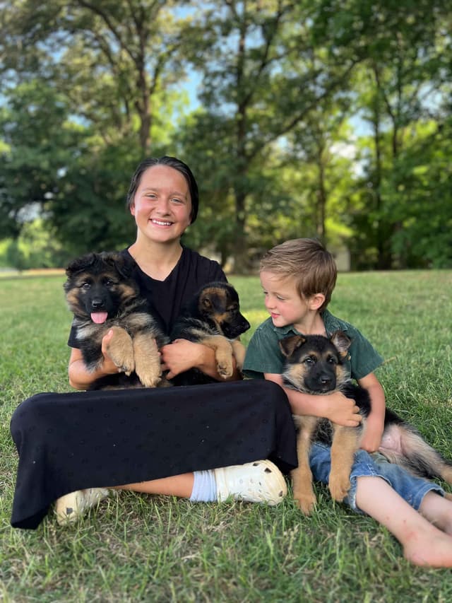 German Shepherd Dog Puppies media 6