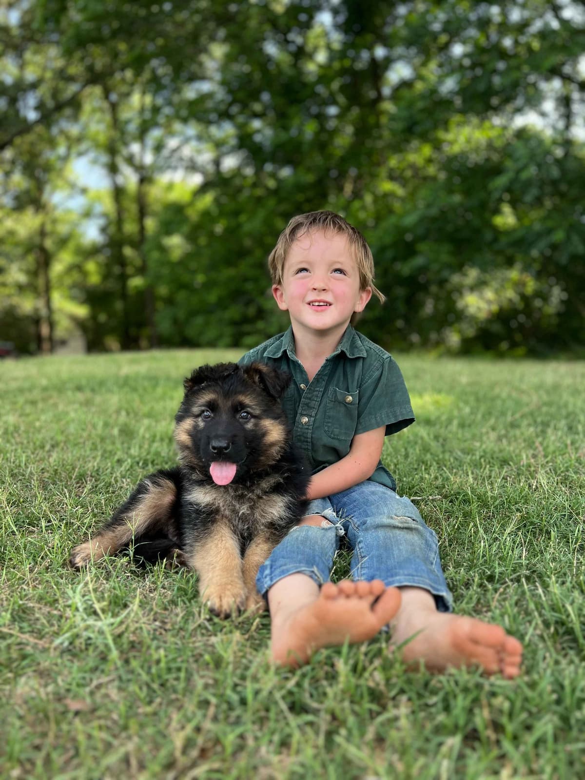 German Shepherd Dog Puppies breeder image 12