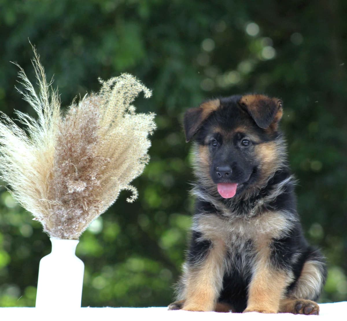 German Shepherd Dog Puppies breeder image 8