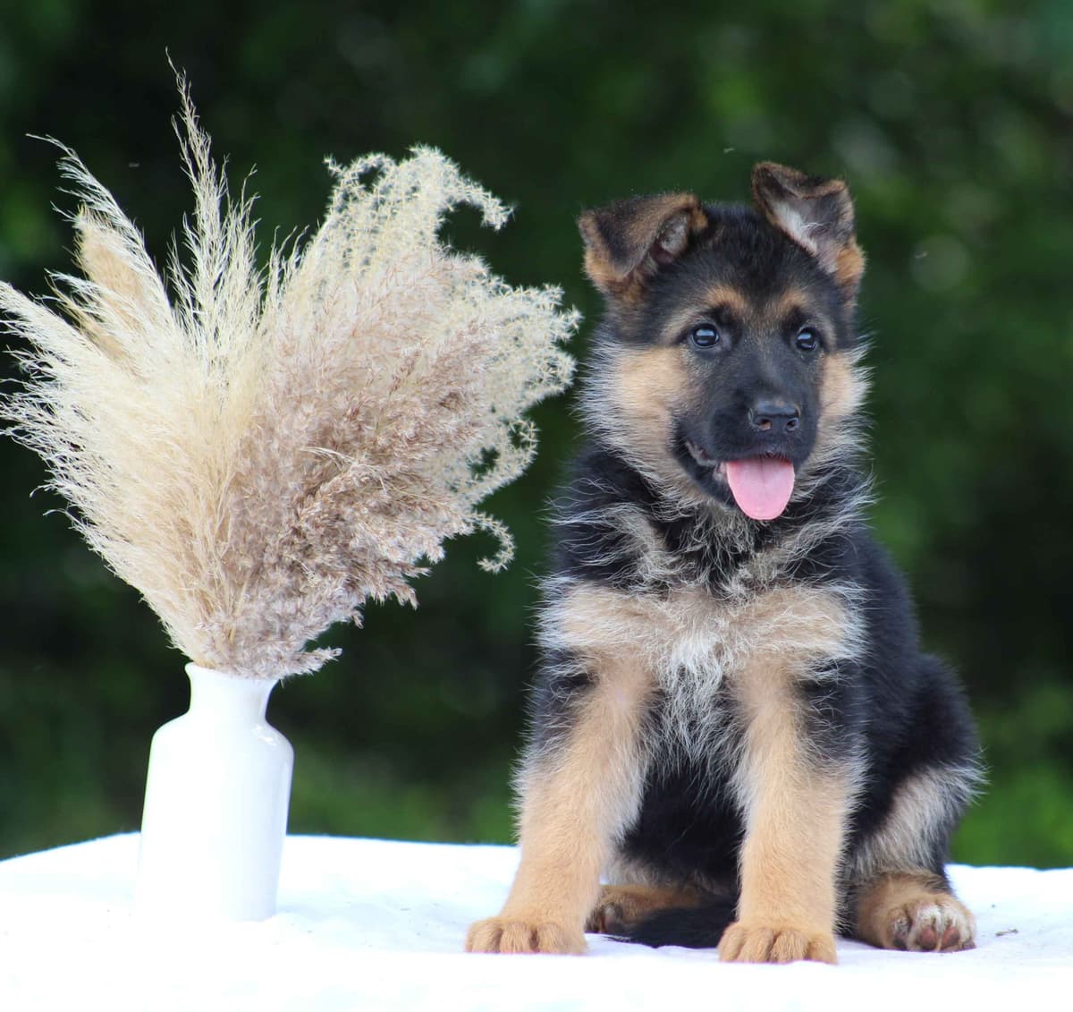 German Shepherd Dog Puppies breeder image 9