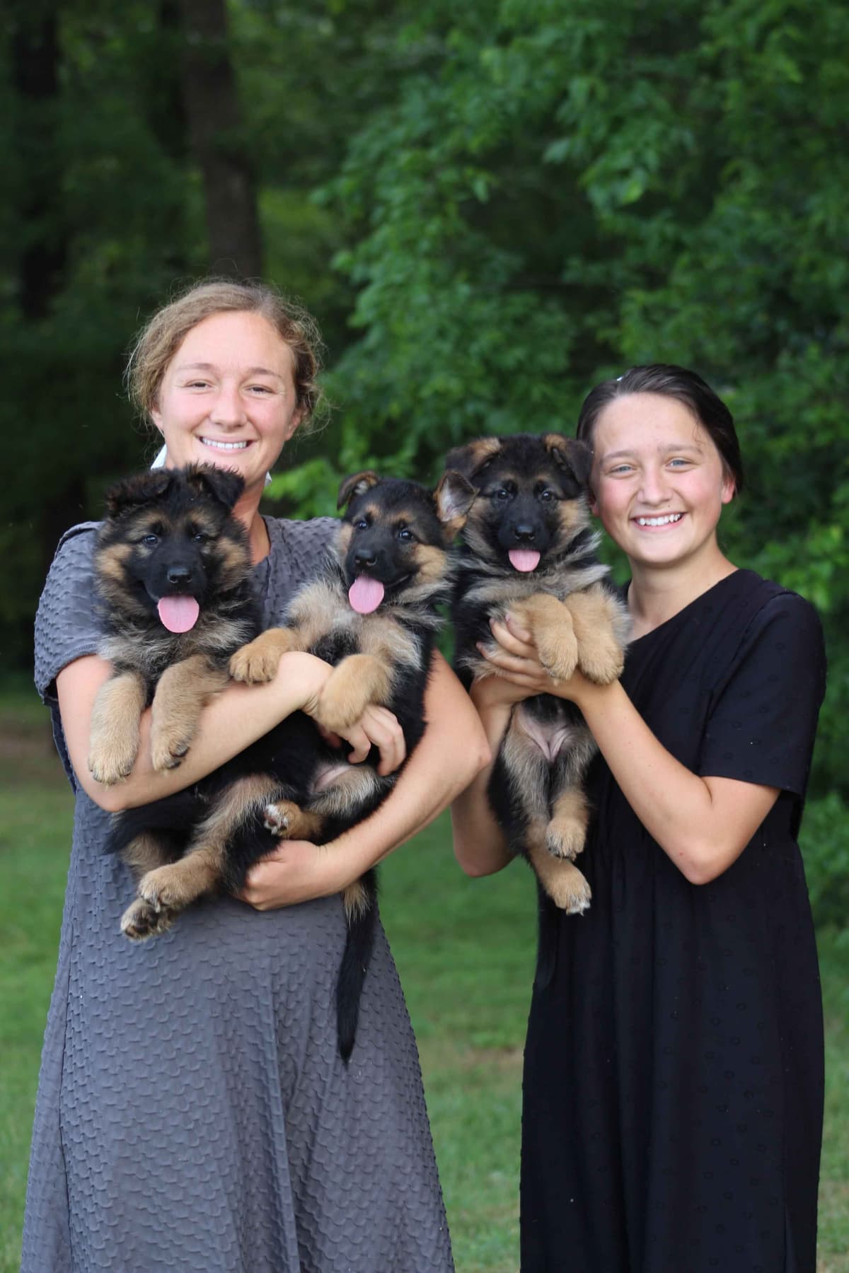 German Shepherd Dog Puppies breeder image 3