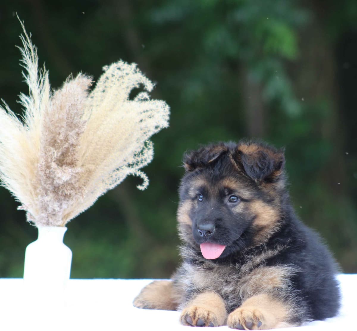 German Shepherd Dog Puppies breeder image 10