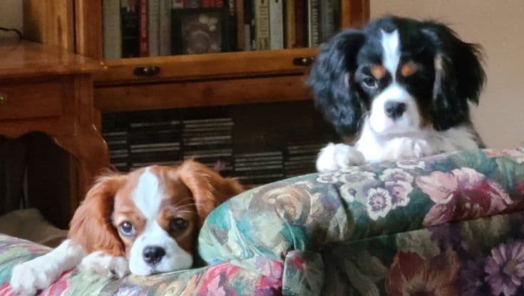 Sunset Sweet Home Cavaliers breeder image 1