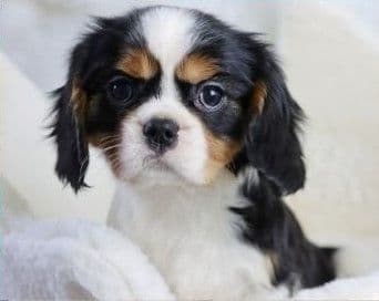 Sunset Sweet Home Cavaliers breeder image 2