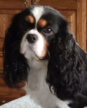 Sunset Sweet Home Cavaliers breeder image 3