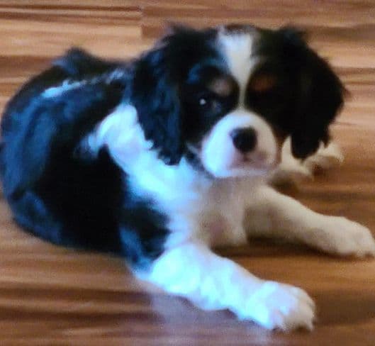 Sunset Sweet Home Cavaliers breeder image 5