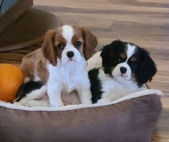 Sunset Sweet Home Cavaliers breeder image 6
