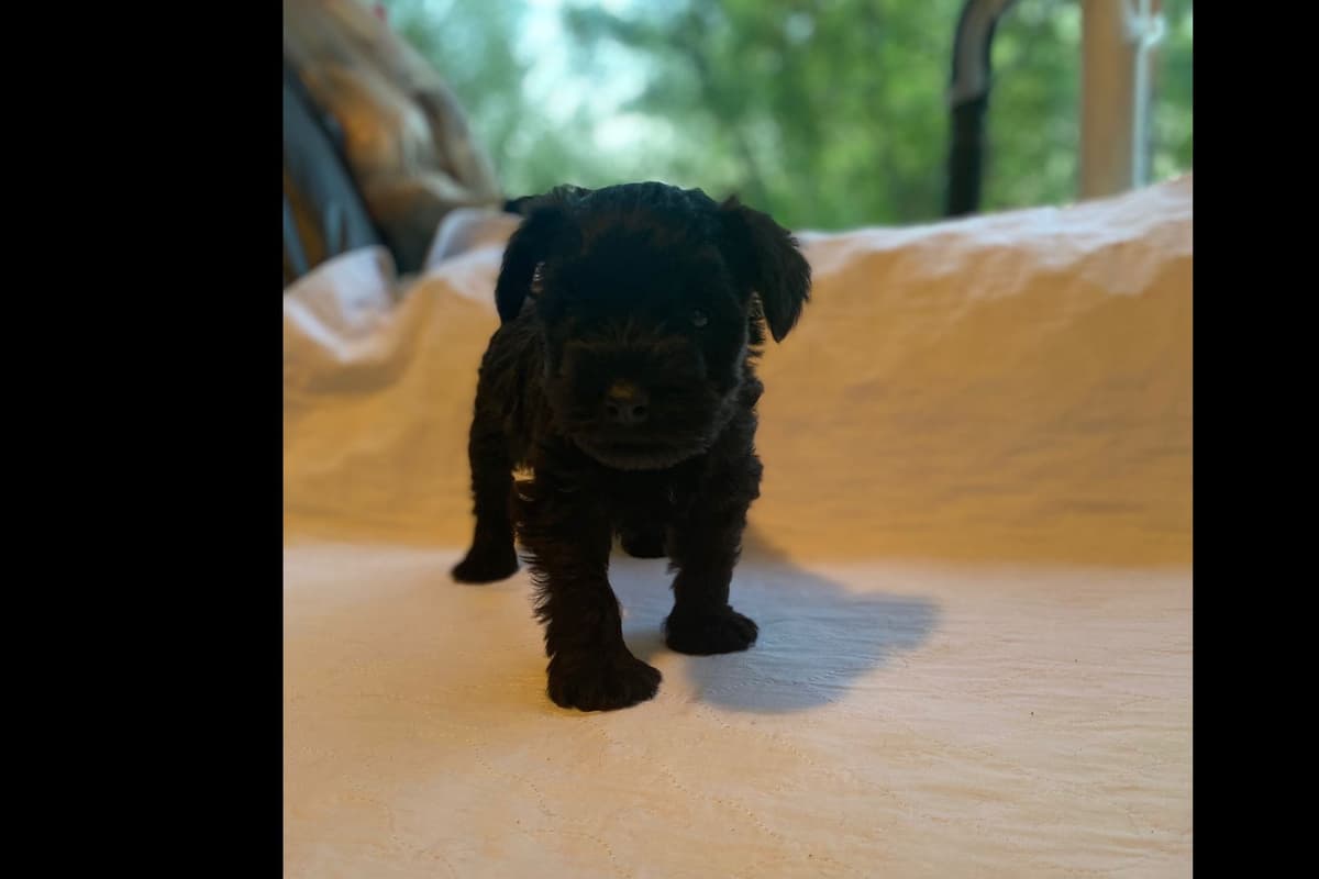 Miniature Schnauzer Puppies breeder image 1