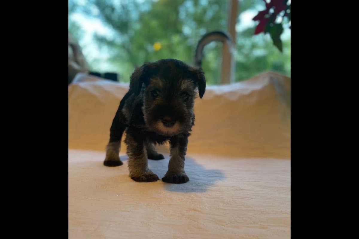 Miniature Schnauzer Puppies breeder image 2