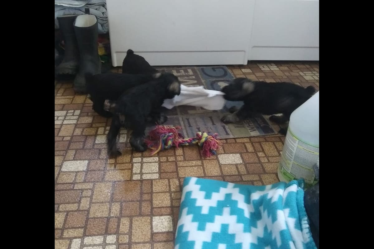 Miniature Schnauzer Puppies breeder image 3