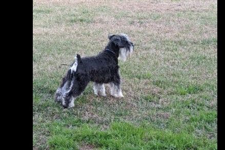 Miniature Schnauzer Puppies breeder image 4