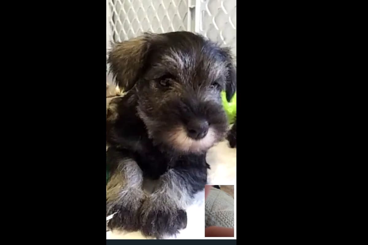 Miniature Schnauzer Puppies breeder image 6
