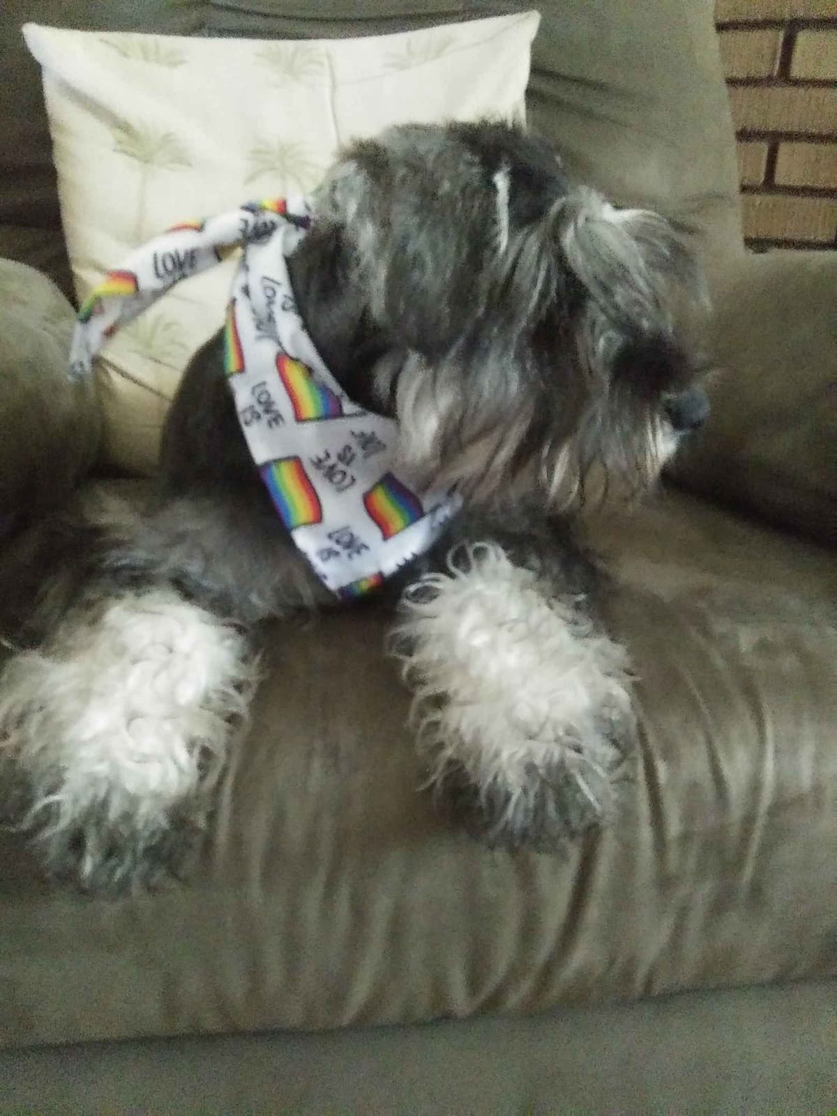 Miniature Schnauzer Puppies breeder image 10