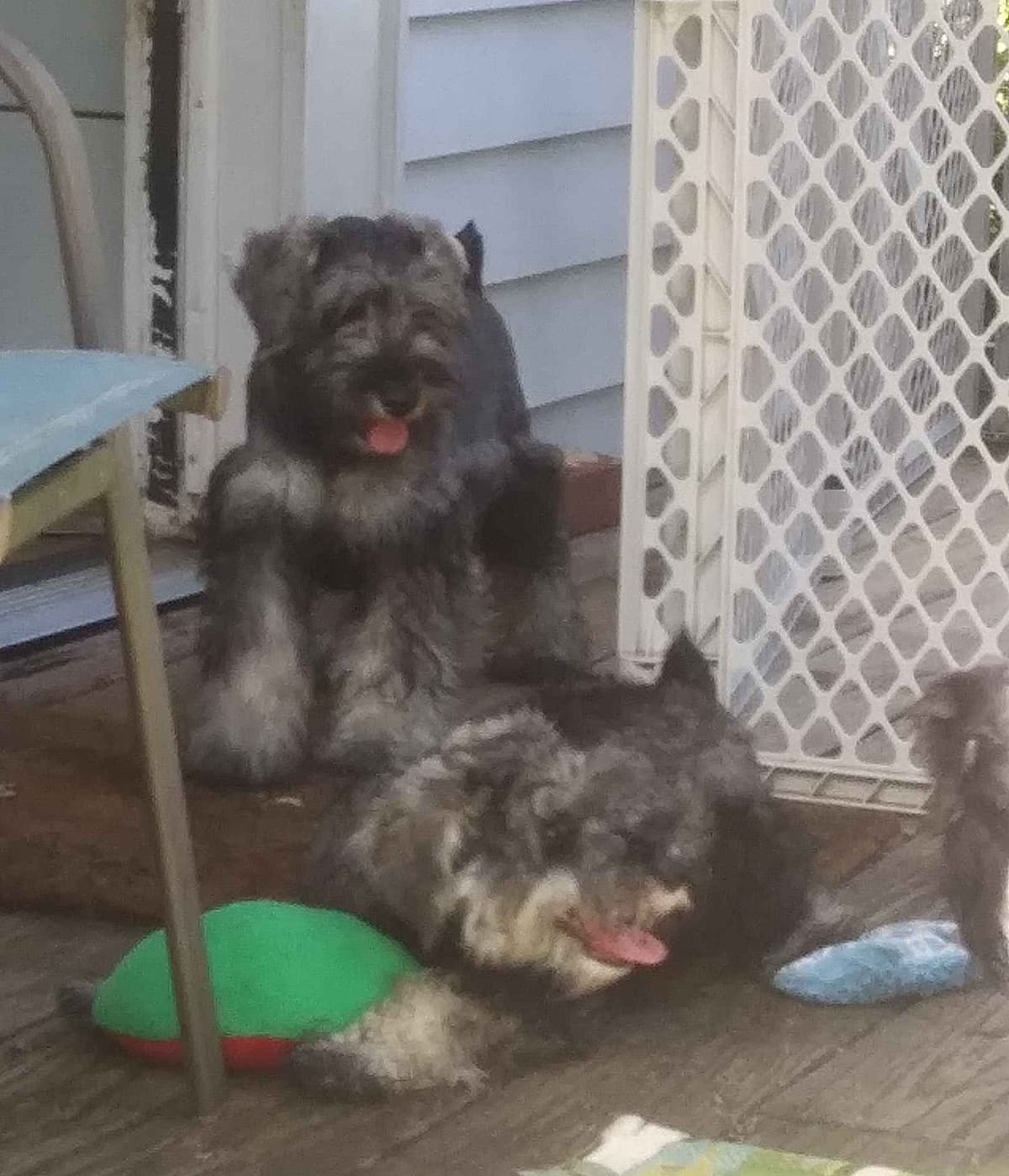 Miniature Schnauzer Puppies breeder image 8