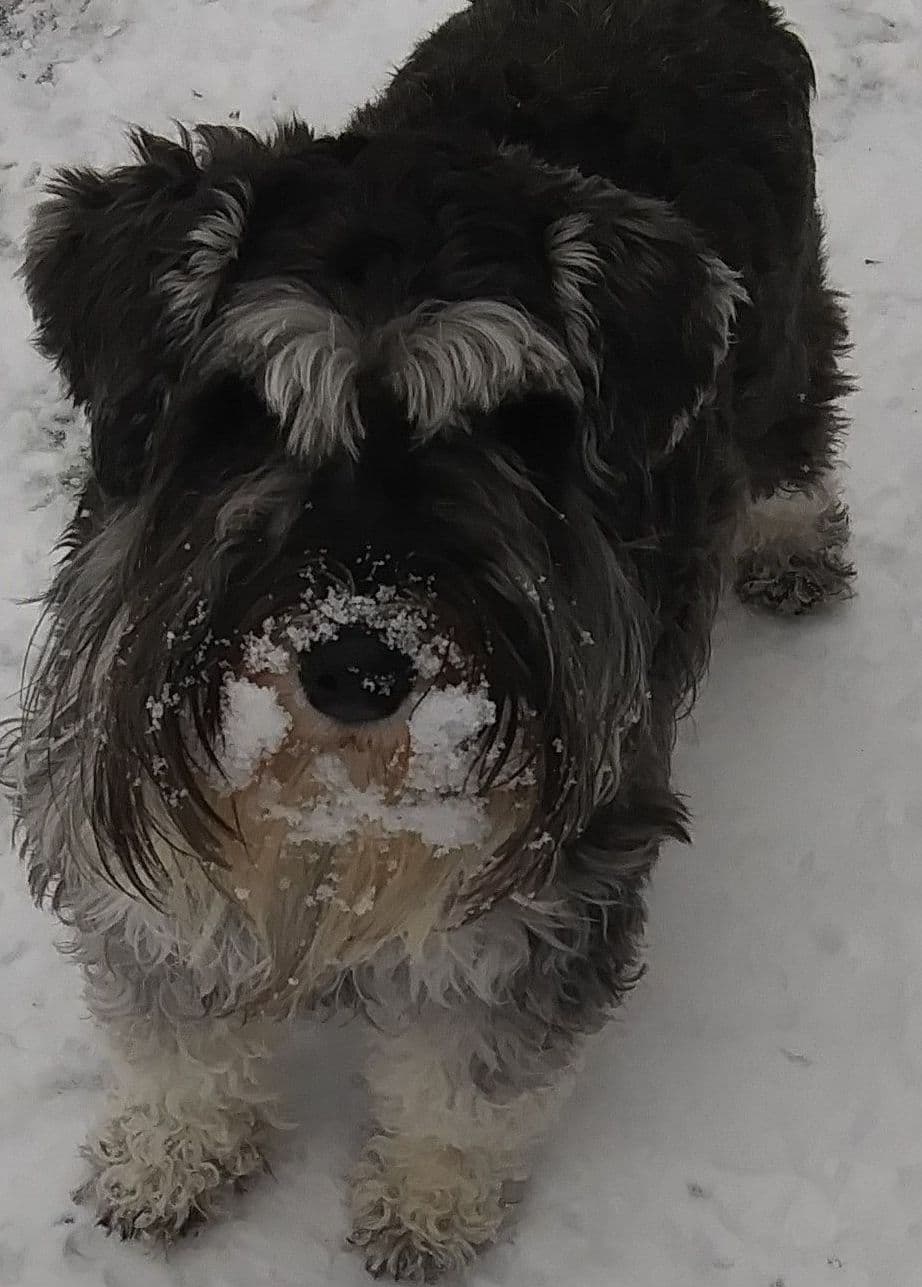 Miniature Schnauzer Puppies breeder image 9