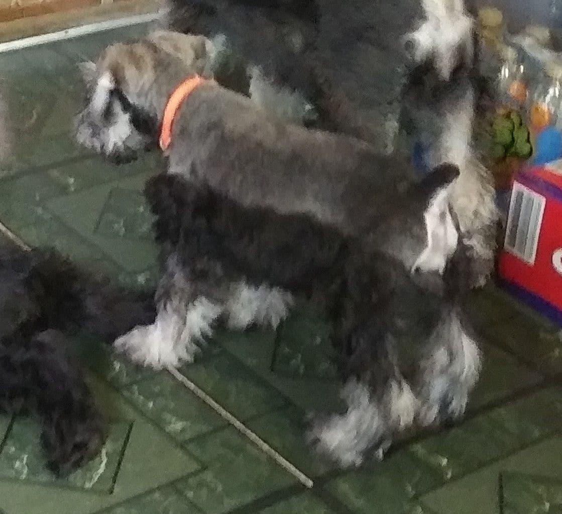 Miniature Schnauzer Puppies breeder image 11