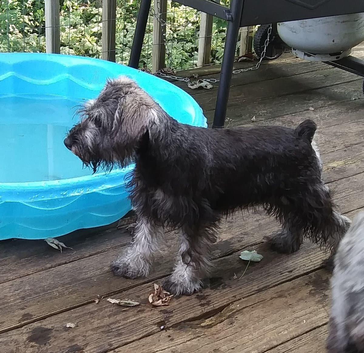 Miniature Schnauzer Puppies breeder image 14