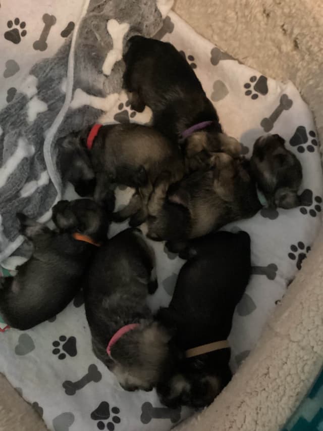 Miniature Schnauzer Puppies media 3