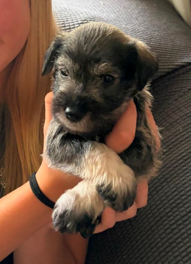 Miniature Schnauzer Puppies media 4