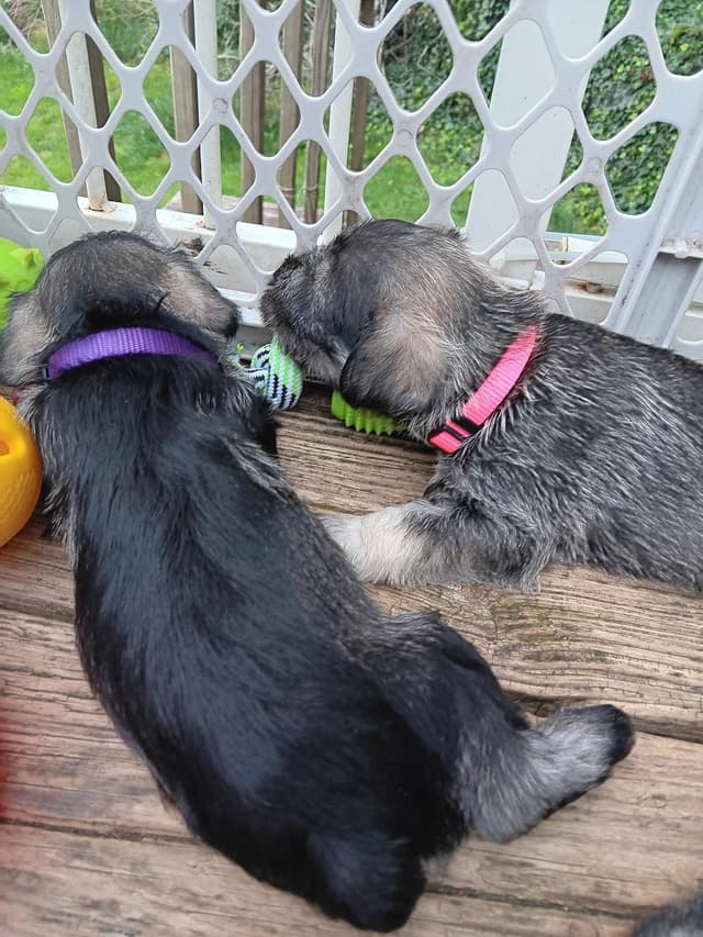 Miniature Schnauzer Puppies media 5