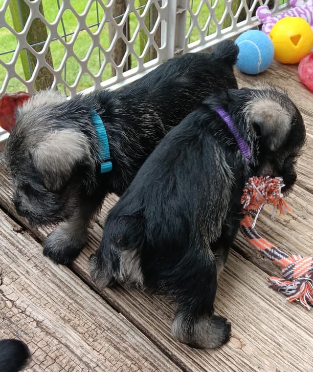 Miniature Schnauzer Puppies media 7