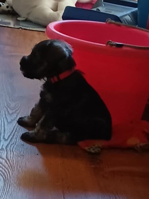 Miniature Schnauzer Puppies media 8