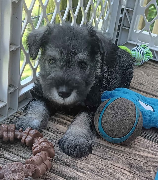 Miniature Schnauzer Puppies media 9