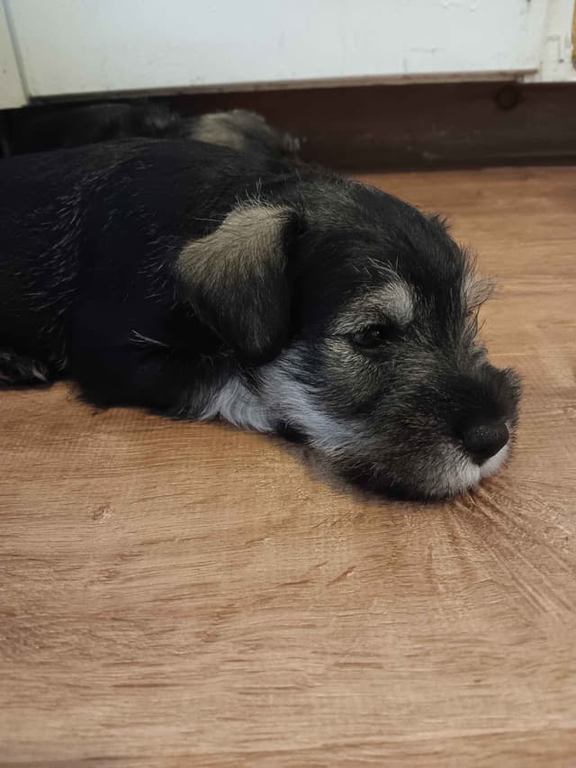 Miniature Schnauzer Puppies media 10