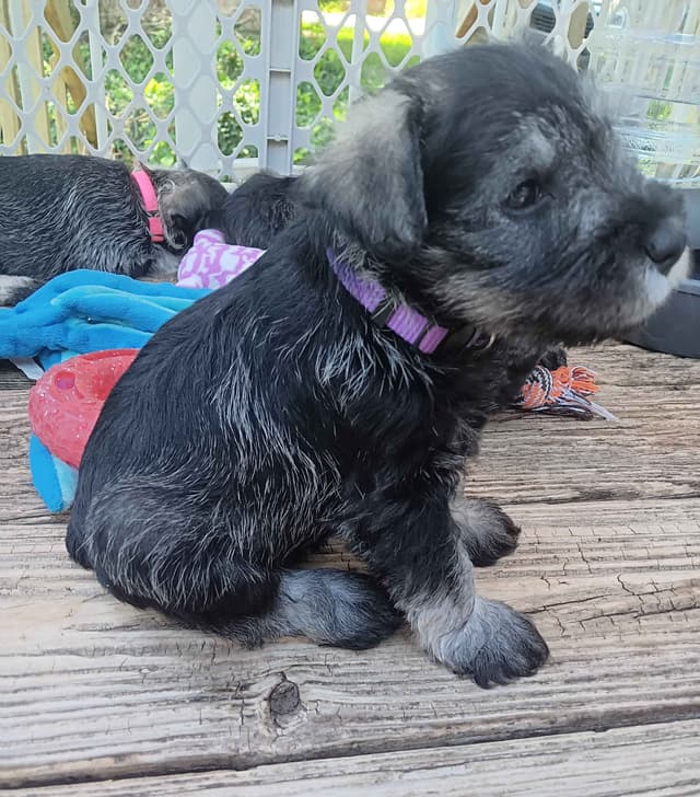Miniature Schnauzer Puppies media 11
