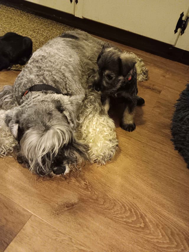 Miniature Schnauzer Puppies media 13