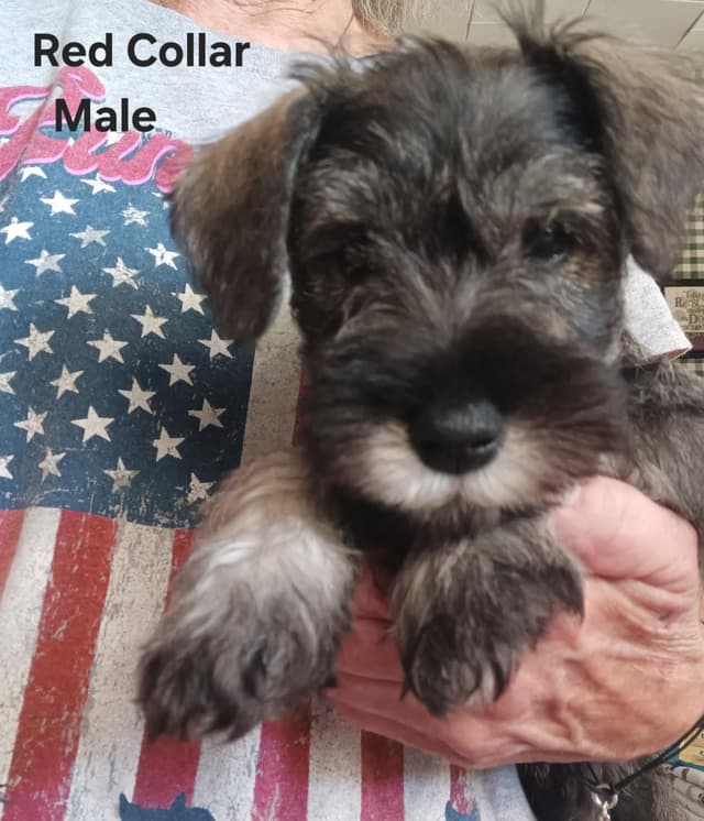 Miniature Schnauzer Puppies media 16