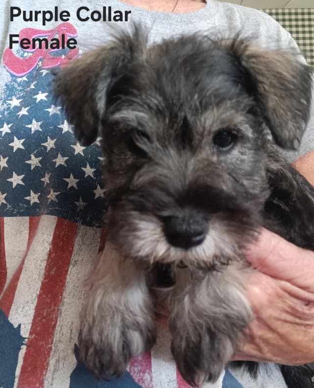 Miniature Schnauzer Puppies media 15