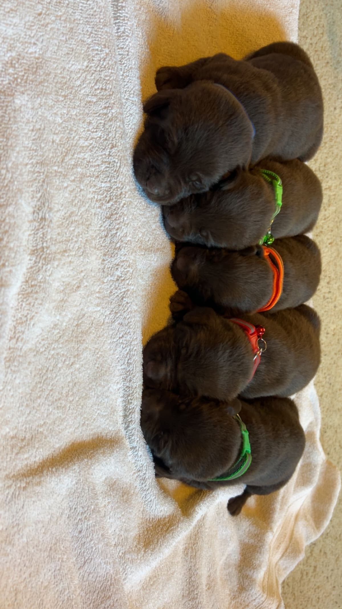 Labrador Retriever Puppies breeder image 1