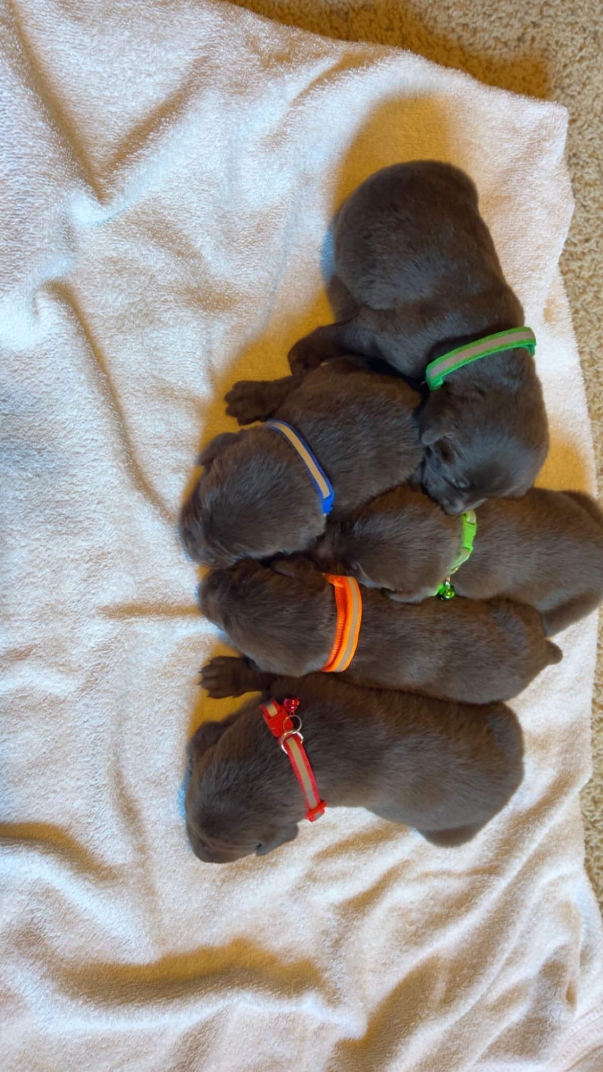 Labrador Retriever Puppies breeder image 3