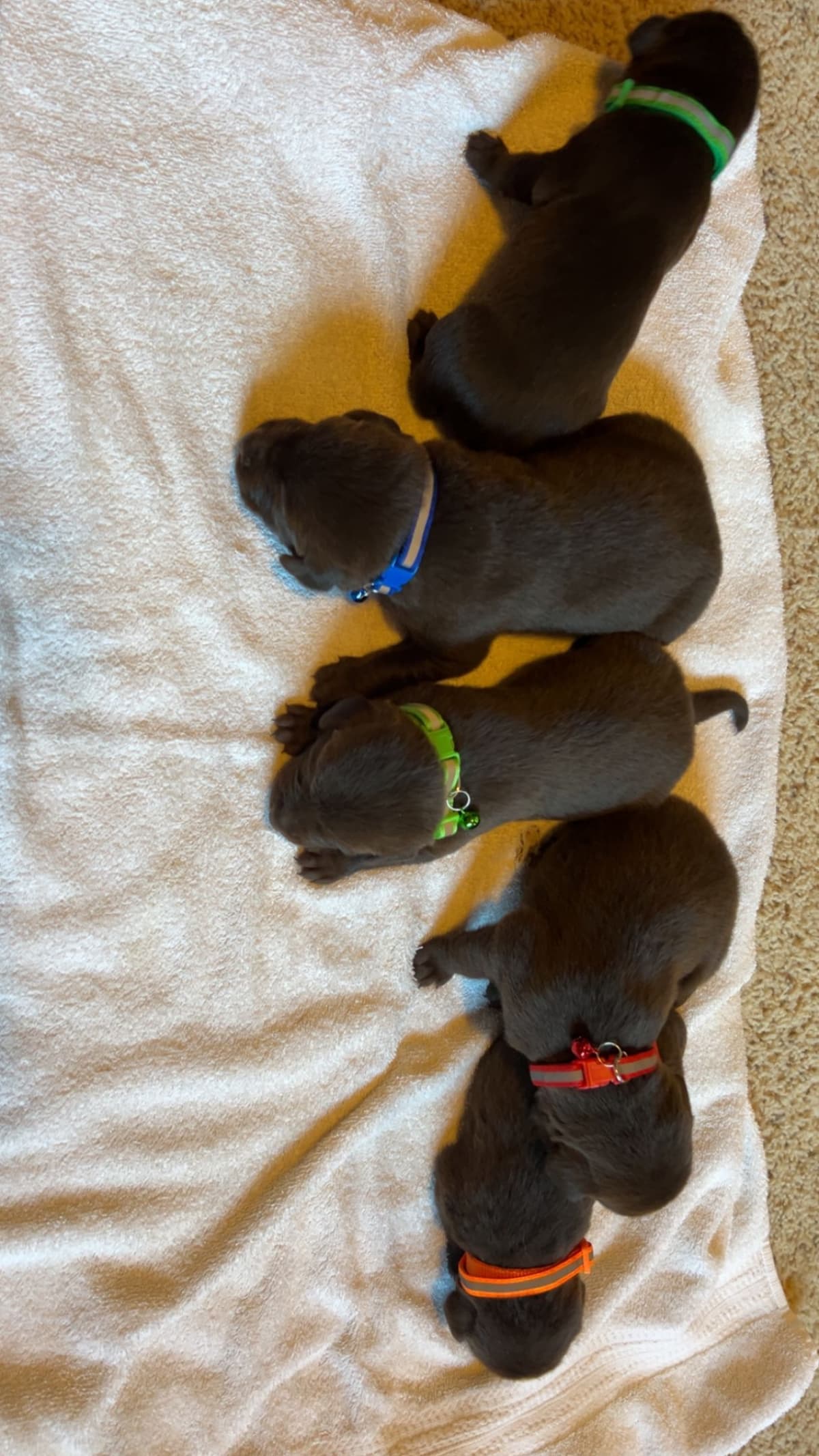 Labrador Retriever Puppies breeder image 4