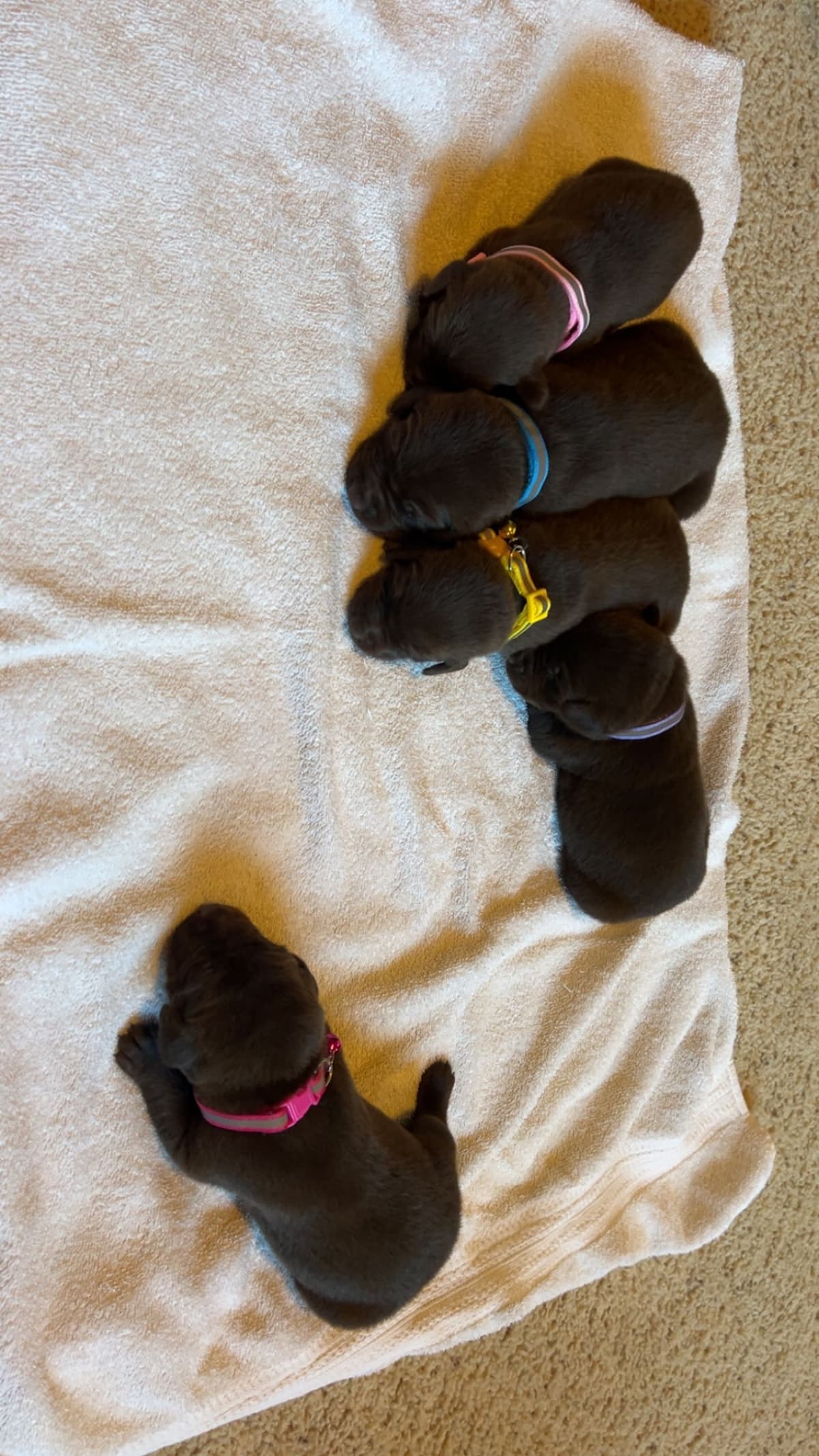 Labrador Retriever Puppies breeder image 5