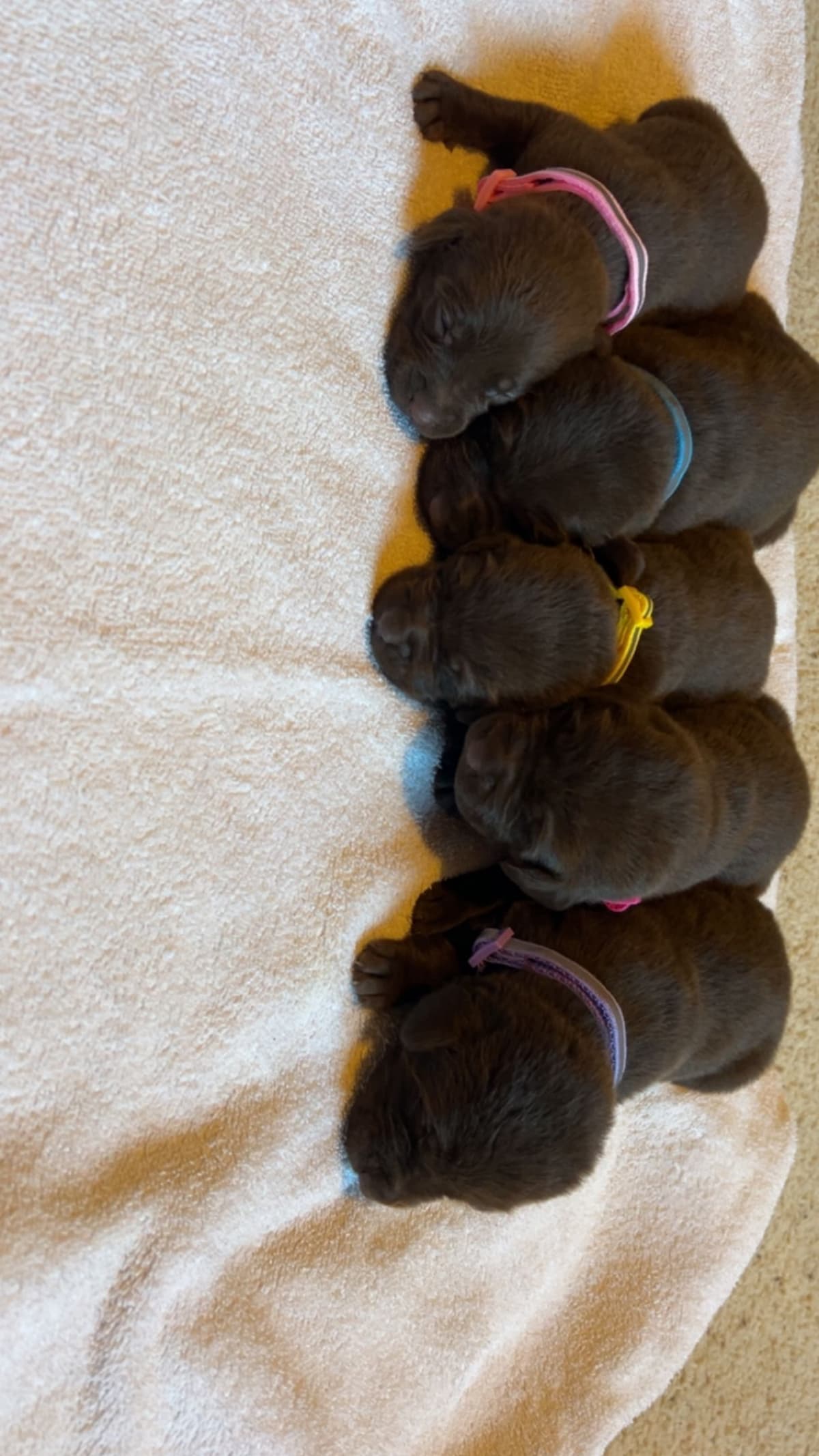 Labrador Retriever Puppies breeder image 6